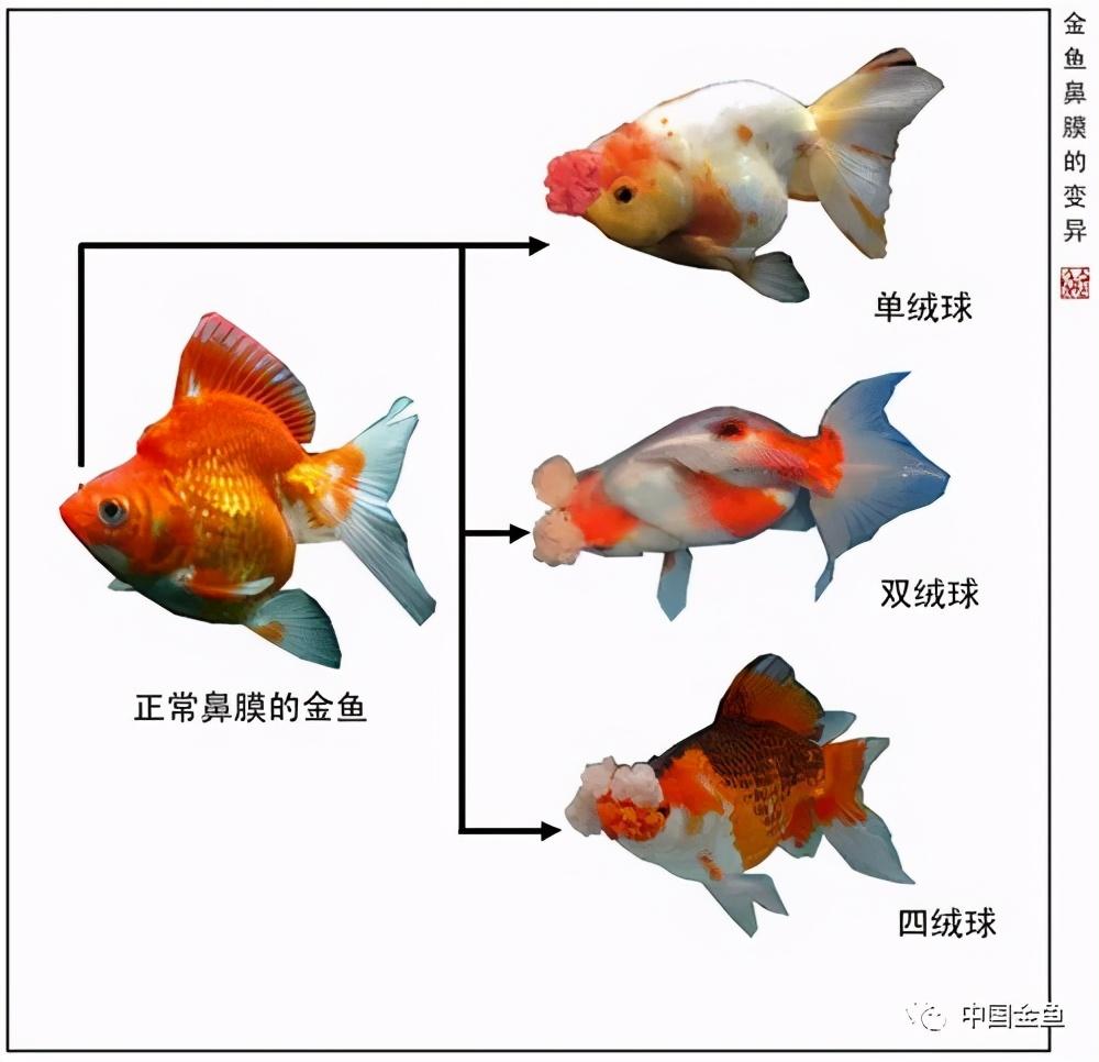 最新品种金鱼，探索美丽与独特性的完美结合