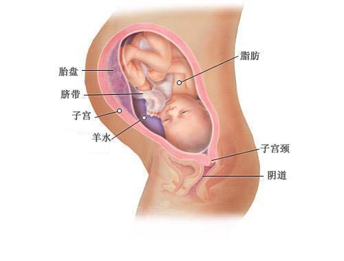 男孕最新章节，探索未知领域的新篇章